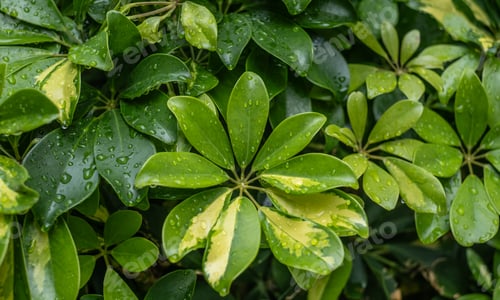 Preview: Close-up on Fresh Green Schefflera Leaves with Water Droplets After Rain. Backgrounds, wallpaper