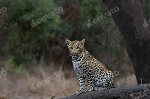 Preview: Leopard, Panthera pardus, Leopard cub sitting on a dark, fallen log with a forest background.