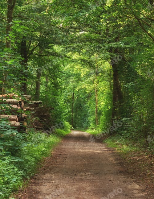 Preview: The forest in springtime