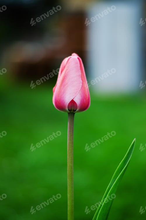 Preview: Light pink tulip on a green background