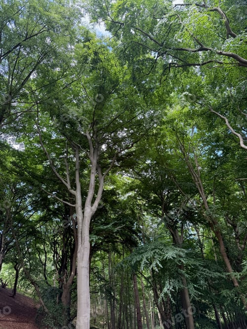 Preview: Beautiful green trees in park, low angle view