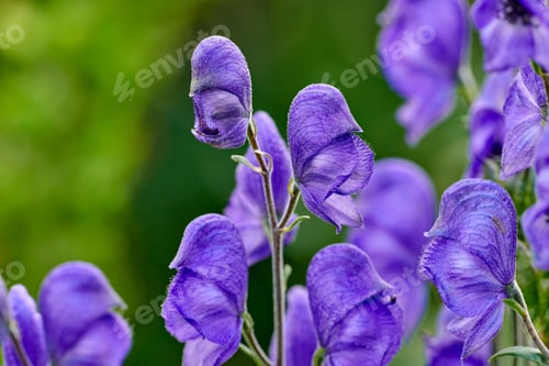 Preview: Beautiful flowers from my garden. A series of beautiful garden photos.