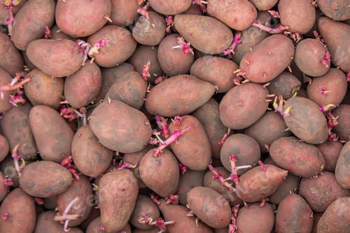 Preview: Potatoes for planting on a farm in a box.