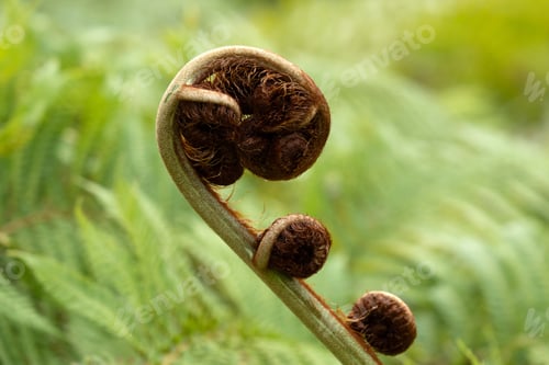 Preview: A close up view of a brown and light green fiddlehead a furled fronds of a young fern