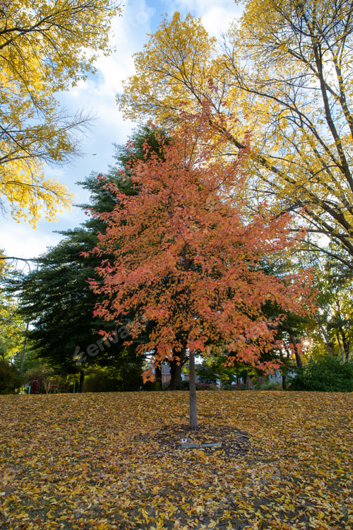 Preview: autumn tree. autumn in park