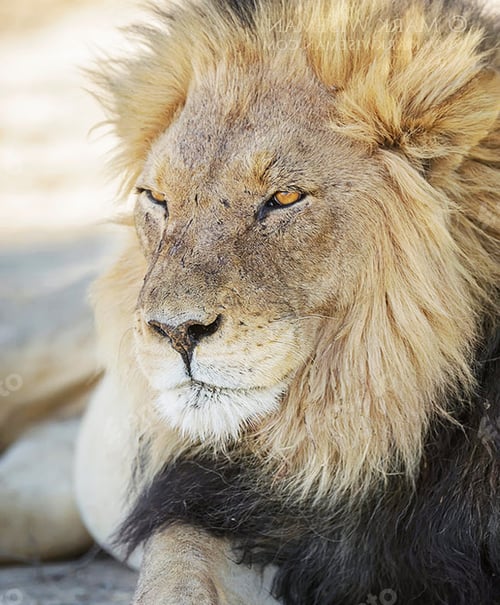 Preview: A Best wildlife vacations in Pictures