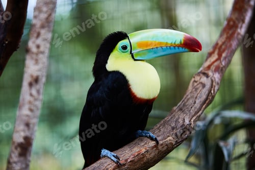Preview: Beautiful toucan sitting on tree