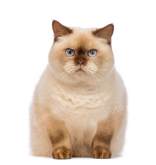 Preview: Fat British Shorthair, 2.5 years old, sitting and looking at the camera in front of white background