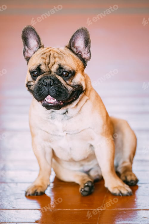 Preview: Funny Dog French Bulldog sitting on old wooden floor indoor.