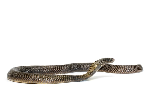 Preview: Dramatic Cobra Snake Isolated on White Background