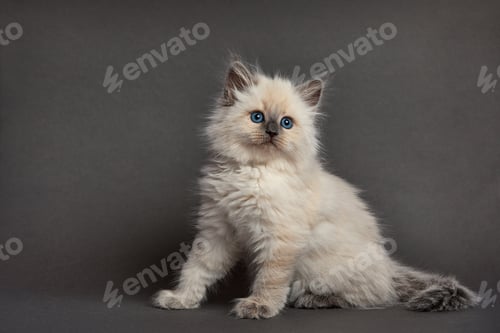 Preview: Cute fluffy kitten against light background. Space for text