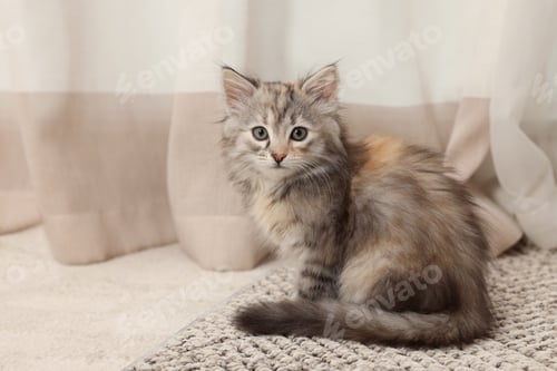 Preview: Cute fluffy kitten at home. Baby animal