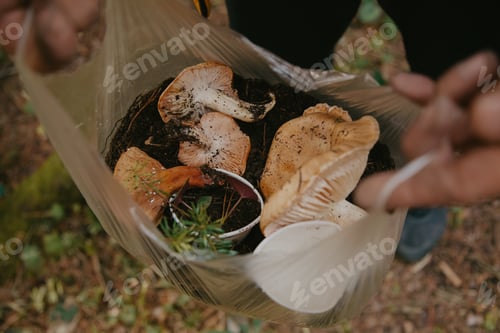 Preview: in the forest