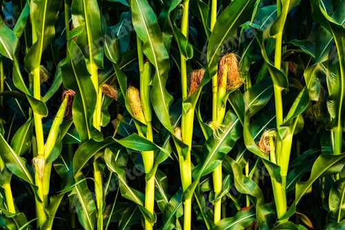 Preview: Closeup of a young maize plant in summer. Corn field background