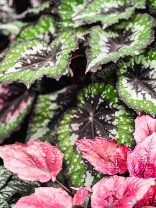 Preview: Various begonia plants colorful leaves background full screen view