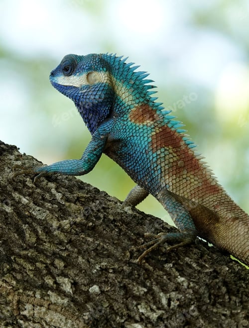 Preview: Closeup shot of a brightly colored lizard perched on a tree branch.