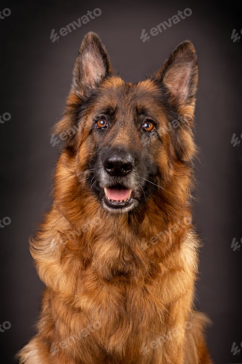 Preview: Head shot portrait of a beautiful german shepherd on a dark grey background