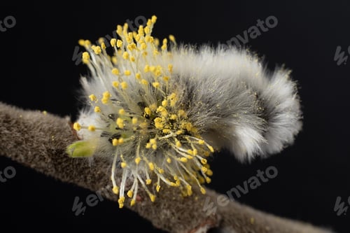 Preview: Flowering catkins on osier branch. Orthodox symbol of Palm Sunday and Easter. Concept of springtime.