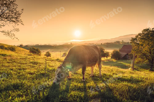 Preview: A cow grazing on pasture with sunrise over hill in livestock village