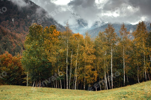 Preview: Trees and forest on edge of meadow under misty hills and mountains in autumn.
