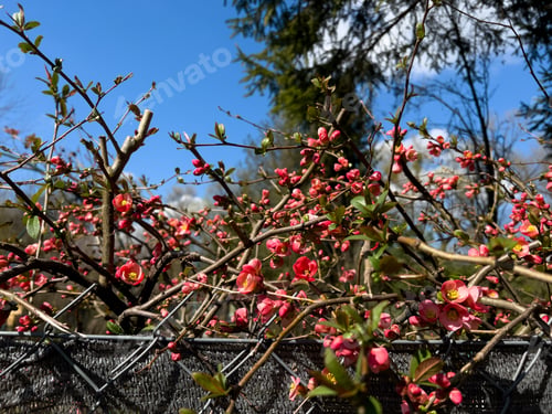 Preview: Japanese quince blossom in spring time with blue sky in background
