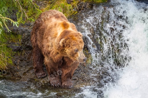 Preview: Bear on Alaska