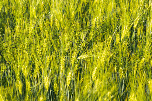 Preview: Green wheat on the field in spring. Selective focus, shallow DOF background.