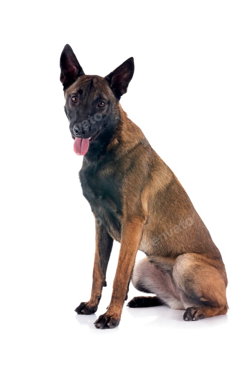 Preview: malinois in studio