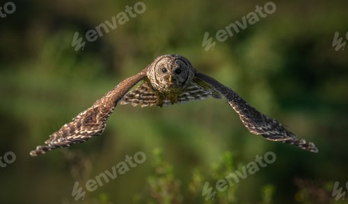 Preview: A Barred Owl in Florida