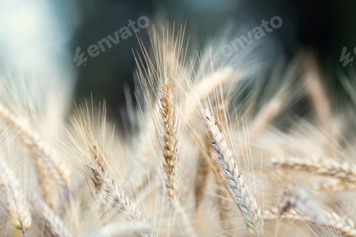 Preview: Field of rye