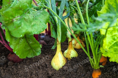 Preview: Vegetables grow in the garden. Selective focus.