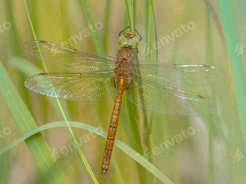 Preview: Green eyed hawker on reed background