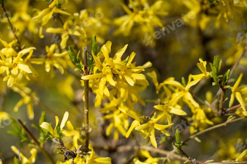 Preview: Closeup of forsythia flowering bush. Yellow spring flowers