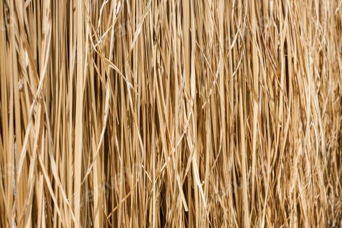Preview: yellow hay wall texture background,natural objetct