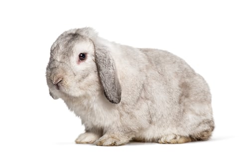 Preview: Grey Lop rabbit, isolated on white