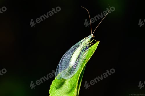 Preview: Selective focus shot of a common green lacewing on a green leaf