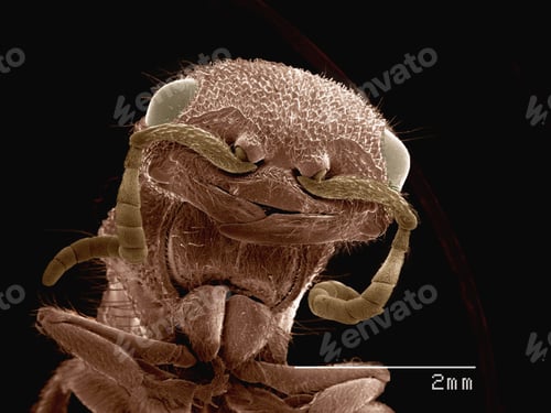 Preview: Coloured SEM of head of velvet ant (Mutilidae)