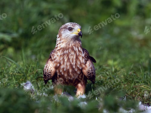 Preview: Red kite (Milvus milvus)