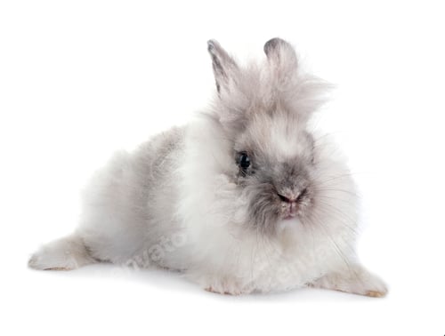 Preview: young Lionhead rabbit