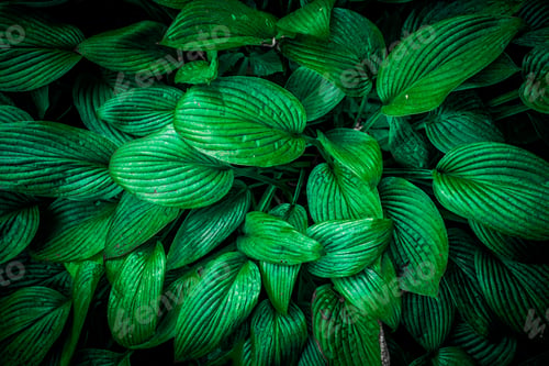 Preview: Nature View Of Green Leaf Background, Dark Wallpaper Concept.