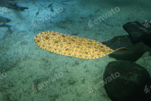Preview: Spiny Butterfly Ray (Gymnura altavela)