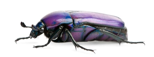 Preview: Beetle, Chlorocala Africana Oertzeni, in front of white background
