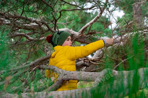 Preview: Child playing among the branches of a pine tree in a forest in nature wearing winter clothes