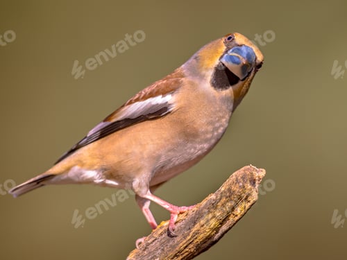 Preview: Hawfinch male bird foraging on blurred background