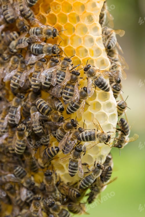 Preview: Closeup of a beehive with numerous busy honeybees collecting nectar on its golden honeycomb.