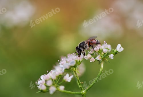 Preview: A little honey bee and white flower