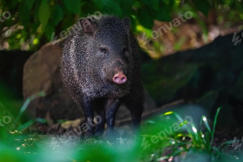 Preview: Collared Peccary (Dicotyles tajacu) - South american suine