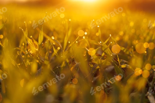 Preview: Scenic view of green grass covered with waterdrops in sunlight