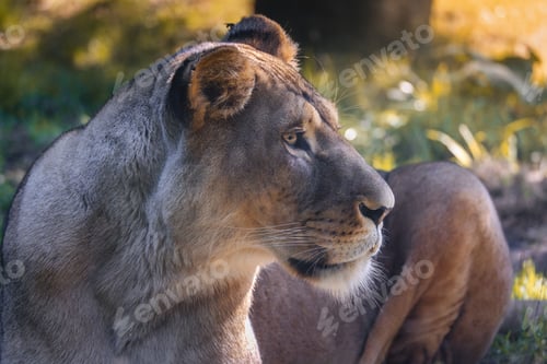 Preview: Lioness resting in a sunlit grassy area, showcasing its majestic profile.