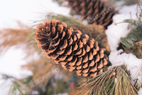 Preview: Beautiful Fir Cones On A Pine Tree Branch